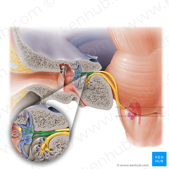 Nervo vestibular (Nervus vestibularis); Imagem: Paul Kim