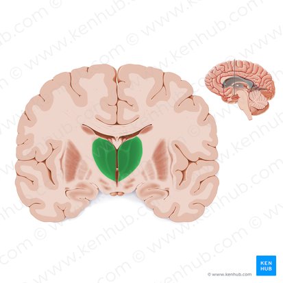 Tálamo (Thalamus); Imagem: Paul Kim