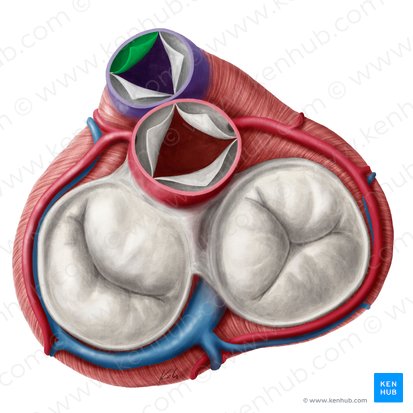 Anterior semilunar leaflet of pulmonary valve (Valvula semilunaris anterior valvae trunci pulmonalis); Image: Yousun Koh