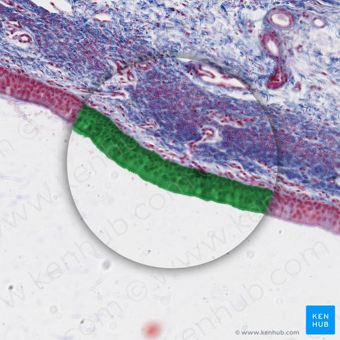 Épithélium cylindrique pseudostratifié avec kinocil (Epithelium pseudostratificatum columnare kinociliatum); Image : 