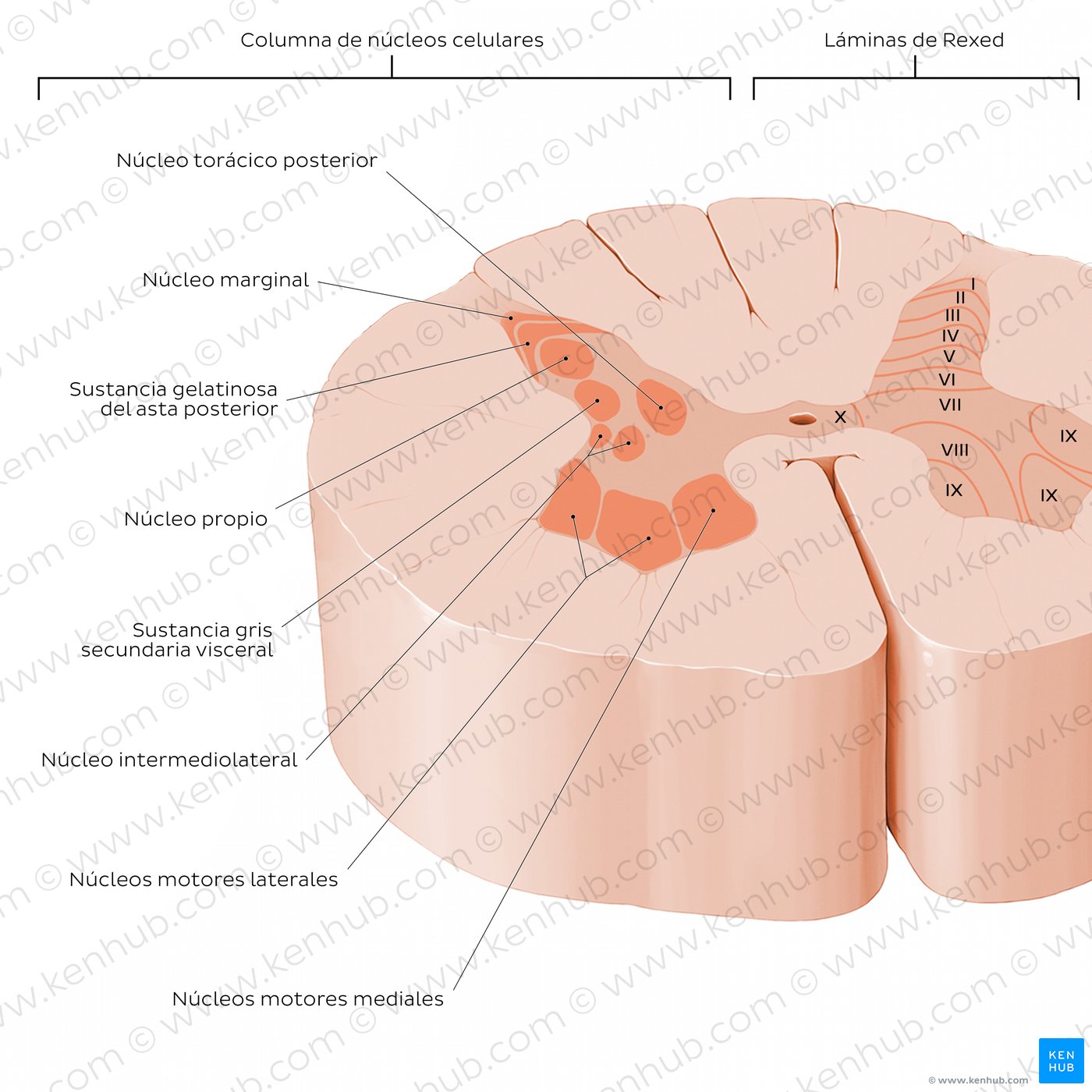 Corte transversal de la médula espinal: (Estructura interna)