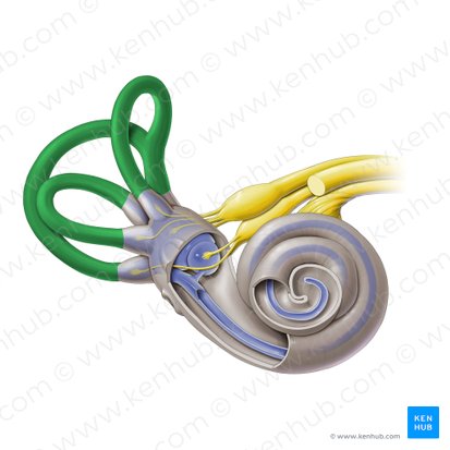 Semicircular canals (Canales semicirculares); Image: Paul Kim