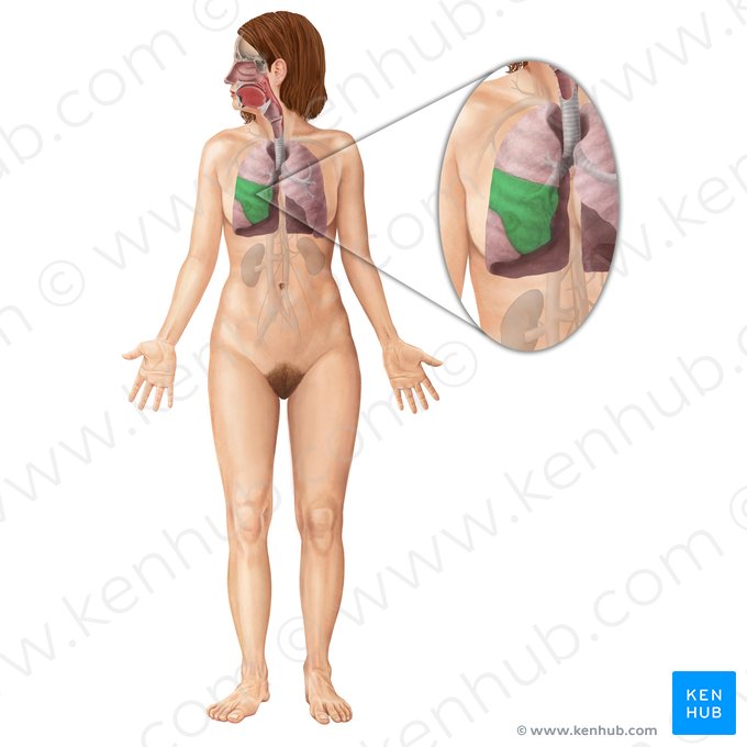 Lóbulo medio del pulmón derecho (Lobus medius pulmonis dextri); Imagen: Begoña Rodriguez