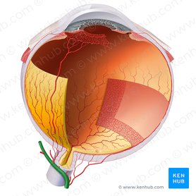 Ophthalmic artery (Arteria ophthalmica); Image: Paul Kim