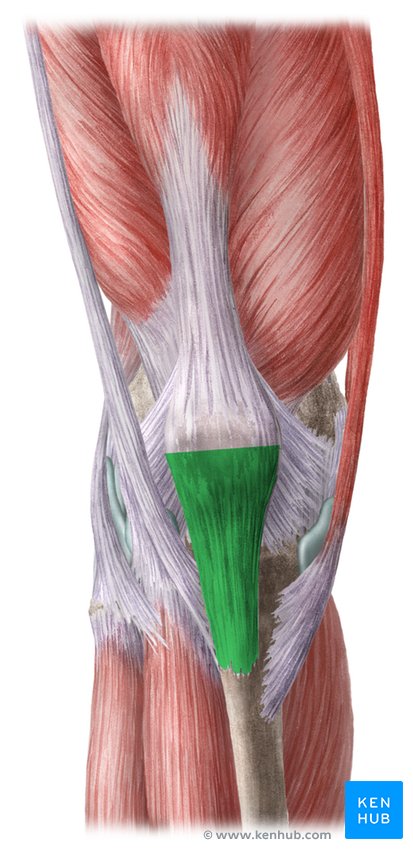 Patellar tendon