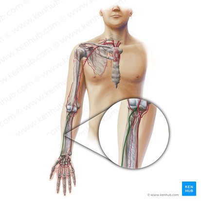 Arteria radial (Arteria radialis); Imagen: Paul Kim