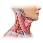 Triángulos del cuello