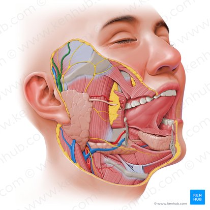 Artéria temporal superficial (Arteria temporalis superficialis); Imagem: Paul Kim