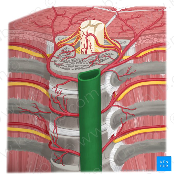 Aorte thoracique descendante (Aorta thoracica descendens); Image : Rebecca Betts