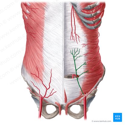 Arteria epigástrica inferior (Arteria epigastrica inferior); Imagen: Yousun Koh