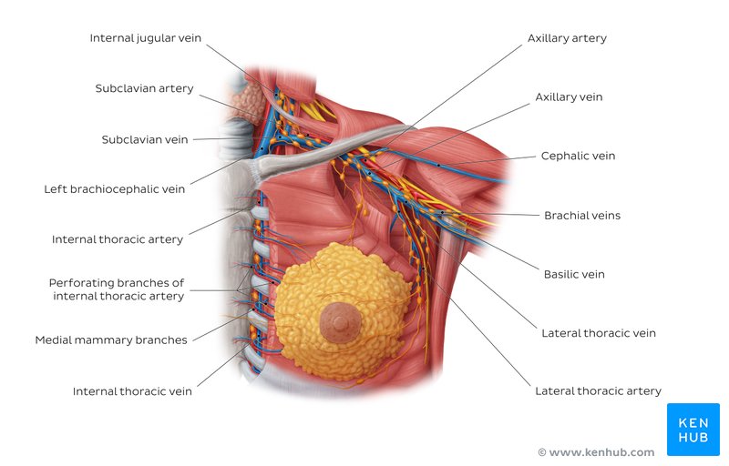 Arteries and veins of the female breast - anterior view