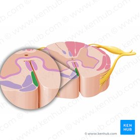 Anterior corticospinal tract (Tractus corticospinalis anterior); Image: Paul Kim