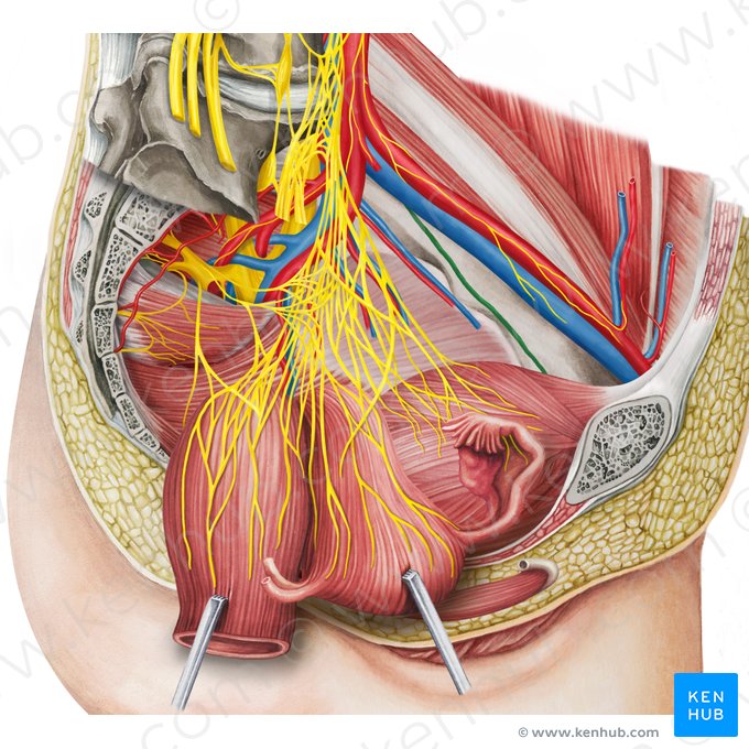 Obturator nerve (Nervus obturatorius); Image: Irina Münstermann