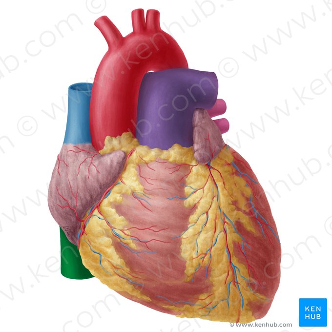Inferior vena cava (Vena cava inferior); Image: Yousun Koh