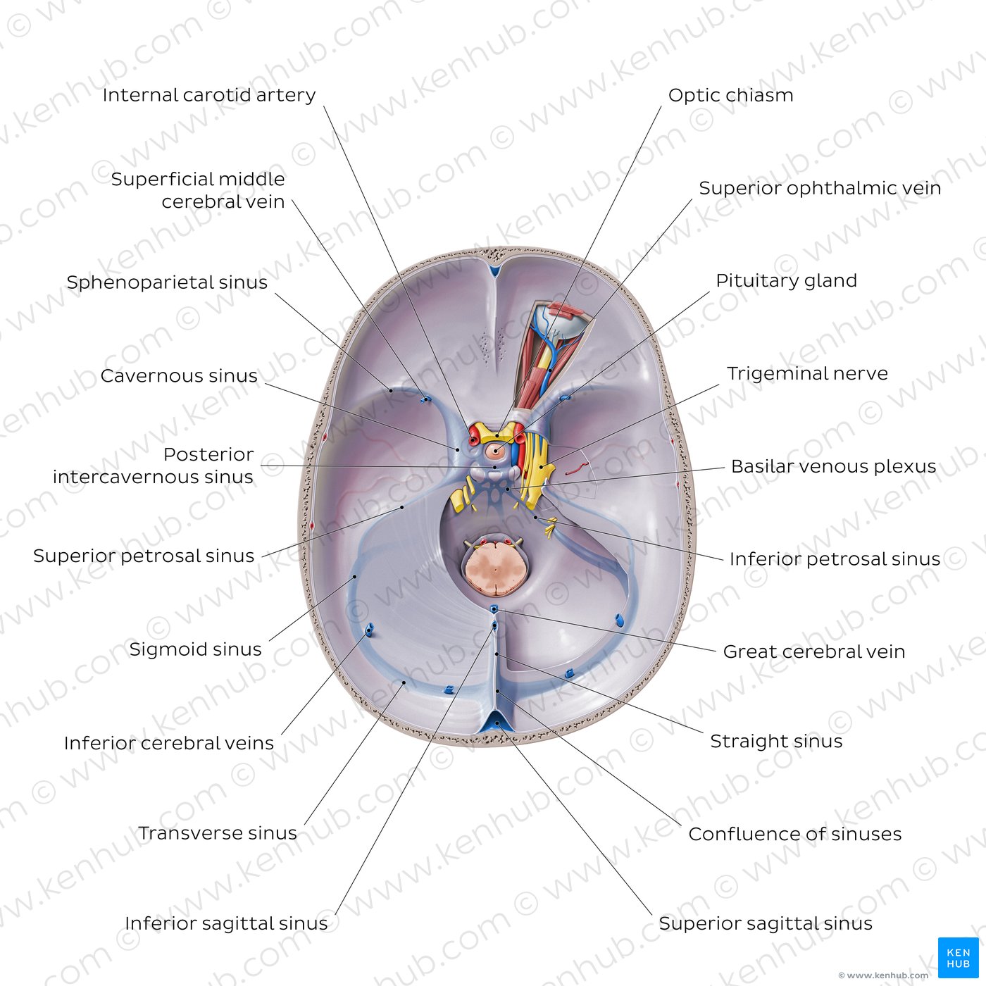 Dural venous sinuses