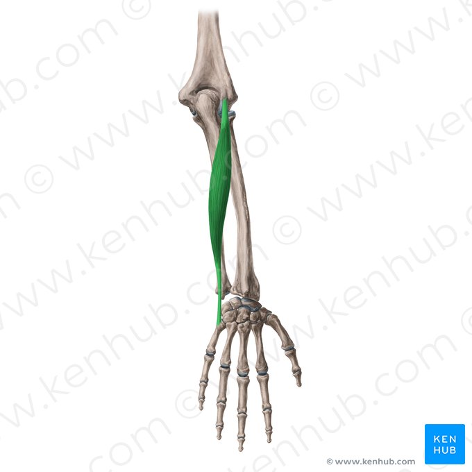 Músculo extensor ulnar del carpo (Musculus extensor carpi ulnaris); Imagen: Yousun Koh