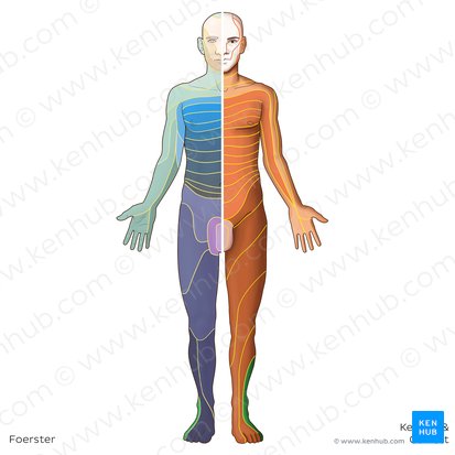 Dermatome S1 (Dermatoma S1); Image : Irina Münstermann