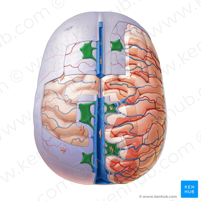 Lacunae laterales sinus sagittalis superioris (Seitenpforten des oberen Pfeilblutleiters); Bild: Paul Kim