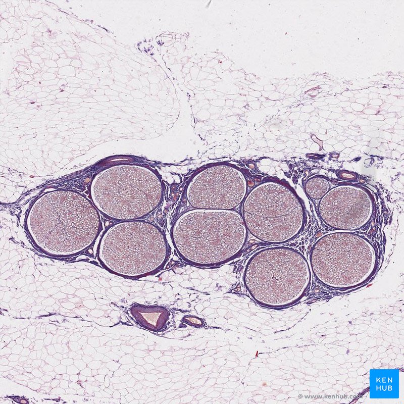 peripheral nerve