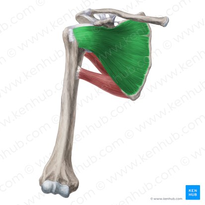 Músculo subescapular (Musculus subscapularis); Imagen: Yousun Koh