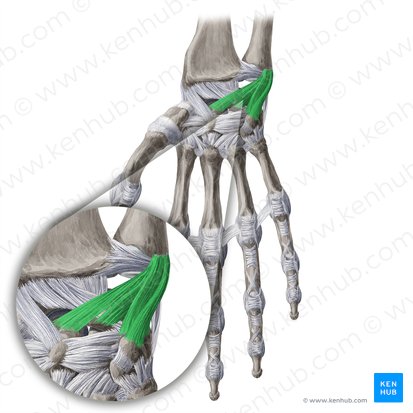 Ligamentum ulnocarpeum palmare (Hohlhandseitiges Ellen-Handwurzel-Band); Bild: Yousun Koh