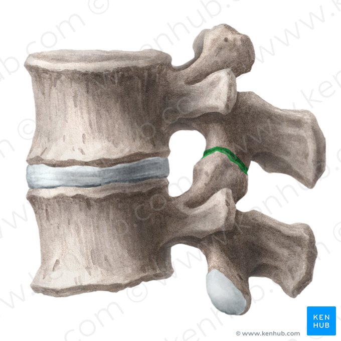 Articulação interapofisária (Articulatio zygapophysialis); Imagem: Liene Znotina