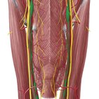 Das vegetative Nervensystem