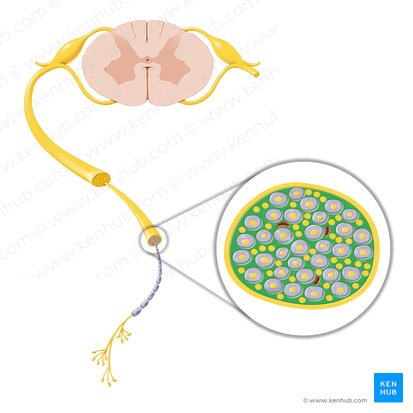 Endoneurium; Image: Paul Kim