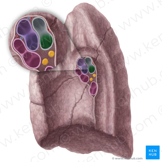 Intermediate bronchus of right lung (Bronchus intermedius pulmonis dextri); Image: Yousun Koh