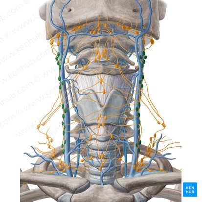 Nodi lymphoidei jugulares anteriores et laterales (Vordere und seitliche juguläre Lymphknoten); Bild: Yousun Koh