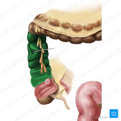 Ascending colon (Colon ascendens); Image: Begoña Rodriguez