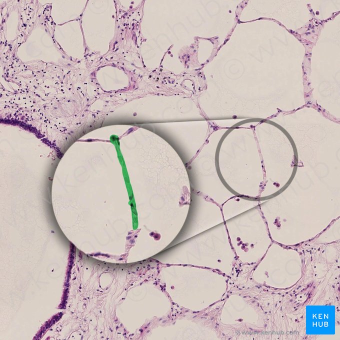 Capilar pulmonar (Vas capillare pulmonalis); Imagem: 