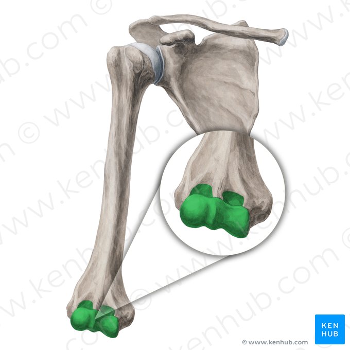 Condyle of humerus (Condylus humeri); Image: Yousun Koh