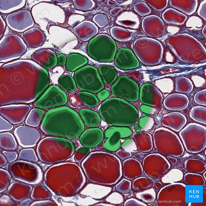 Thyroid follicle (Folliculus thyroideus); Image: 