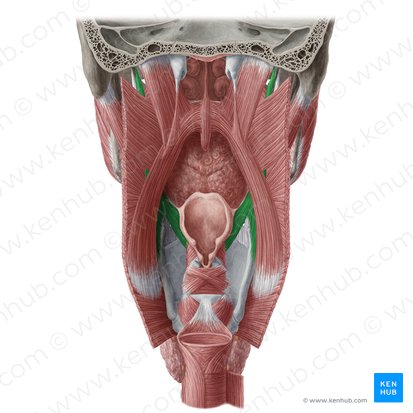 Músculo estilofaríngeo (Musculus stylopharyngeus); Imagem: Yousun Koh