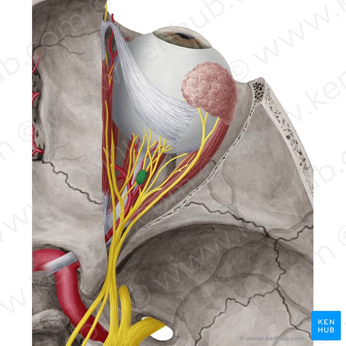 Ganglion ciliare (Ziliarganglion); Bild: Yousun Koh