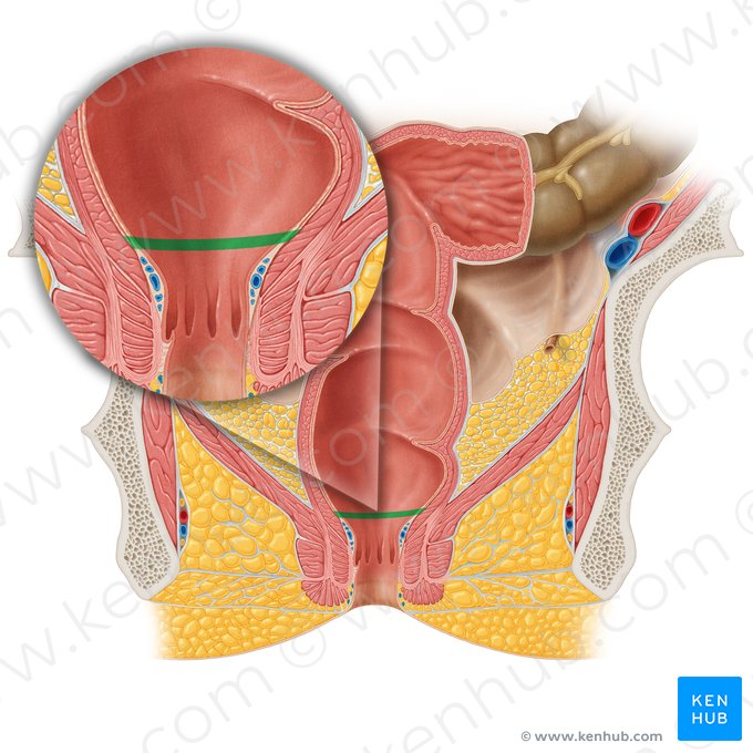 Junção anorretal (Junctio anorectalis); Imagem: Samantha Zimmerman