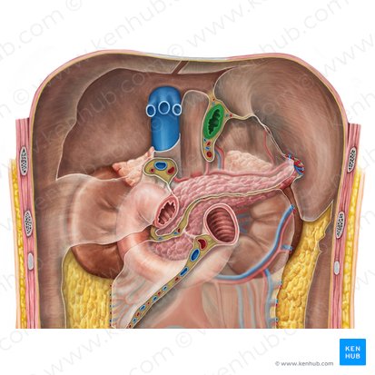 Oesophagus (Speiseröhre); Bild: Irina Münstermann