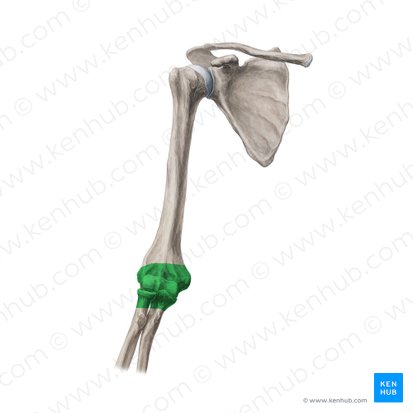Gínglimo (Ginglymus); Imagen: Yousun Koh