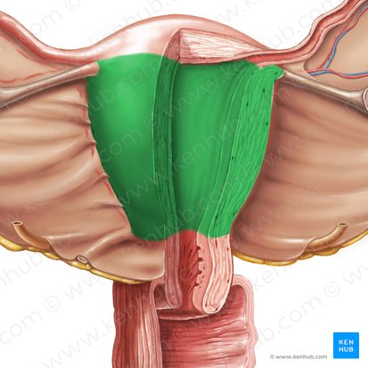 Corpus uteri (Gebärmutterkörper); Bild: Samantha Zimmerman
