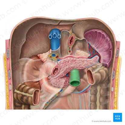 Yeyuno (Jejunum); Imagen: Irina Münstermann