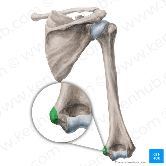 Epicondylus medialis humeri (Innerer Obergelenkknorren des Oberarmknochens); Bild: Yousun Koh
