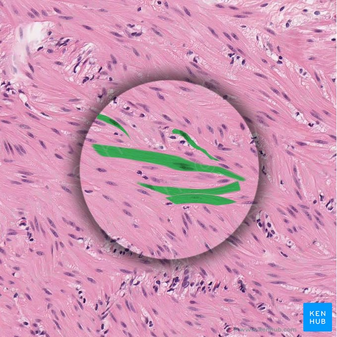 Fibras musculares lisas (Myofibrae leves); Imagem: 