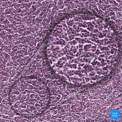 Reticular cells (Cellula reticularis); Image: 