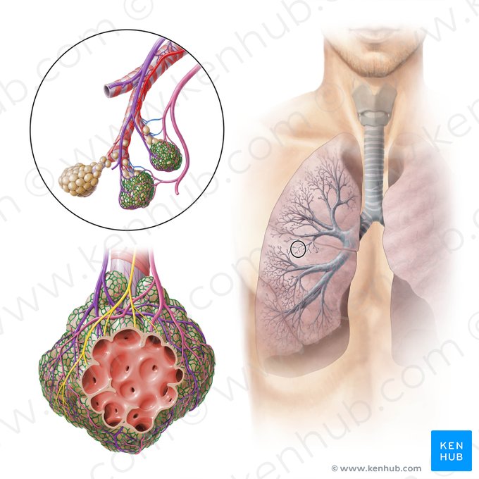 Capilar pulmonar (Vas capillare pulmonalis); Imagem: Paul Kim