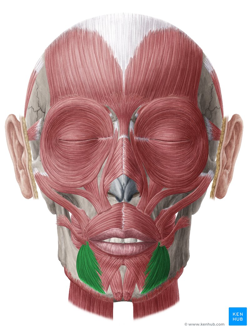 Depressor anguli oris muscle (Musculus depressor anguli oris)