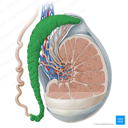 Epidídimo (Epididymis); Imagem: Paul Kim