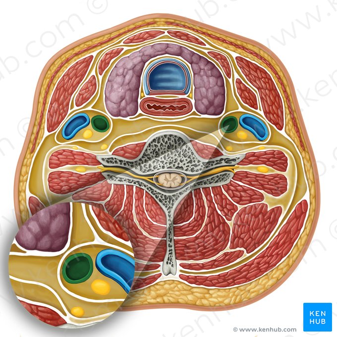 Common carotid artery (Arteria carotis communis); Image: Irina Münstermann