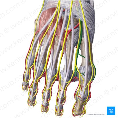 Dorsalis pedis artery (Arteria dorsalis pedis); Image: Liene Znotina