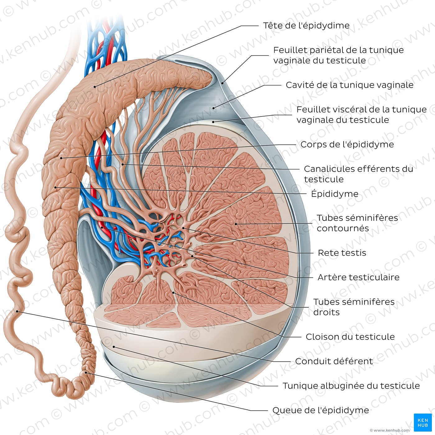 Testis and epididymis (diagram)